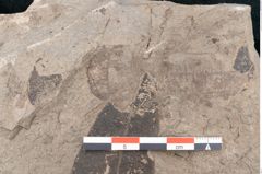 Foto (Detailansicht) von Diospyros sagoriana Ettingshausen (NHMW-GEO-2024-0188-8016)